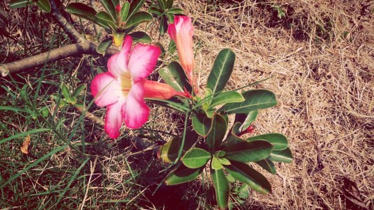 percobaan foto macro